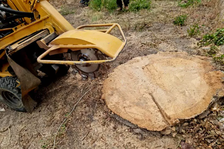 Servicios de destoconados de árboles y raíces en Madrid - Destoconados Ricosan - foto central home